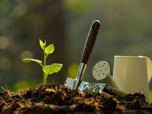 Sadzenie - przewodnik po sadzeniu i utrzymaniu zielonego ogrodu